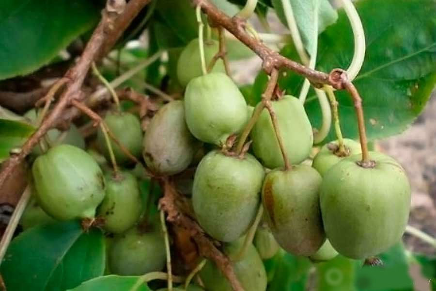 актинидия купить в Украине, саженцы актинидии продажа по низкой цене